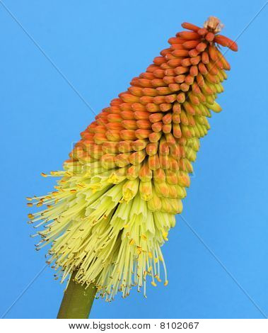 Kniphofia