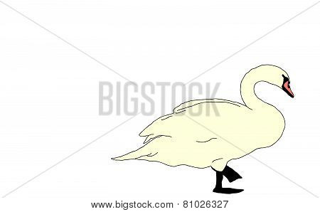 Swan