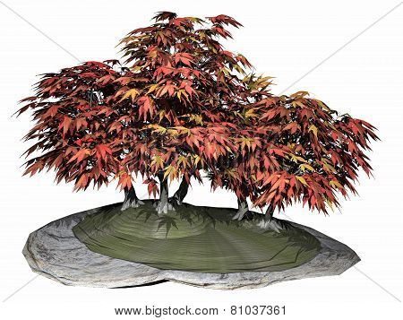 Japanese maple tree bonsai - 3D render