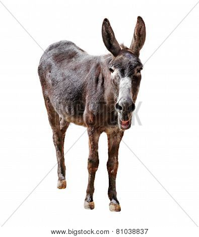 Donkey