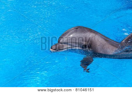 Dolphin