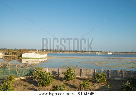 Albufera Landscape