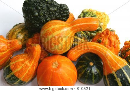 melony, rosliny basztanowe