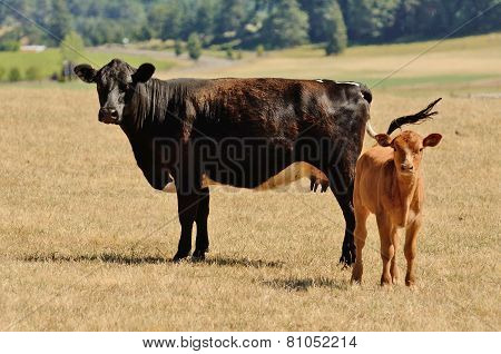 Cow Calf