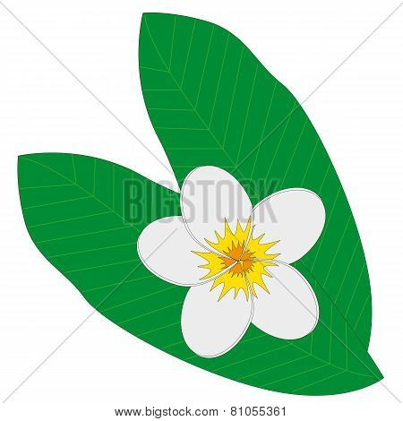 White Plumeria