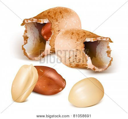 Peanuts with kernels. Vector illustration.