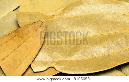 Bay or cinnamn leaves or tejpatta