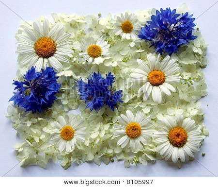 Infusioni e fiordalisi contro da ornamenti bianchi