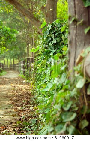 Close up of wooden railing in forest