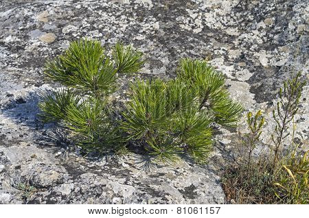 Tiny Relict Crimean Pine.