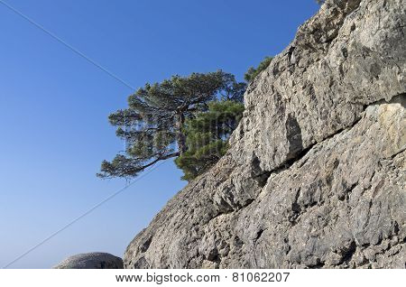 Relict Pine On A Rock. Crimea.