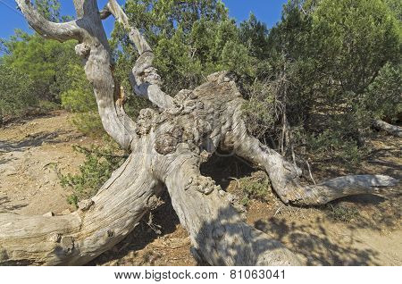 Dried Relict Pine.