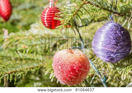 Spruce In New Year Time