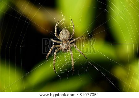 Big spider on the web