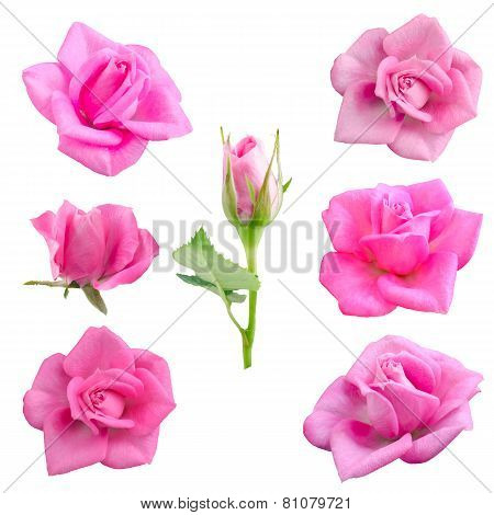 Bright Beautiful  Pink Rose