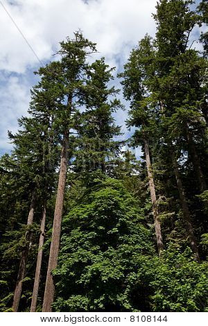 Foresta