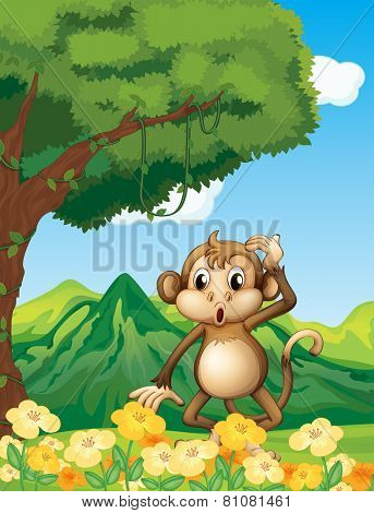 A monkey at the forest