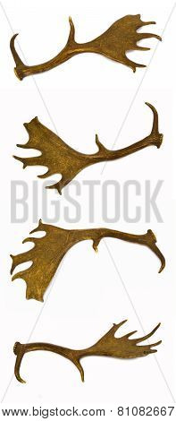 Fallow-deer antlers.