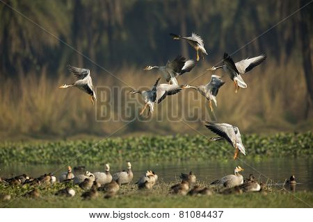 Barheaded Geese Landing