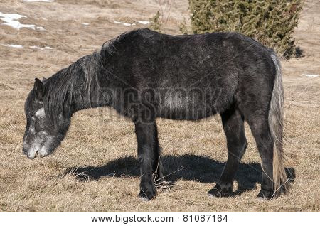 Hinny on winter meadow