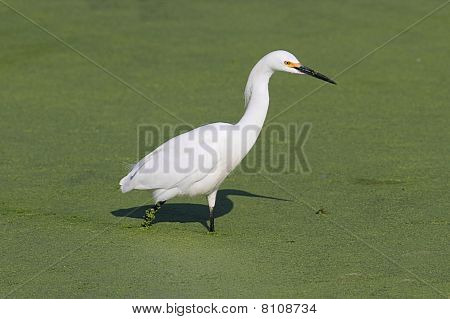 Garça-branca (egretta Thula)