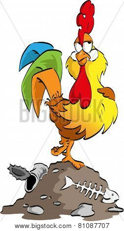 Cock