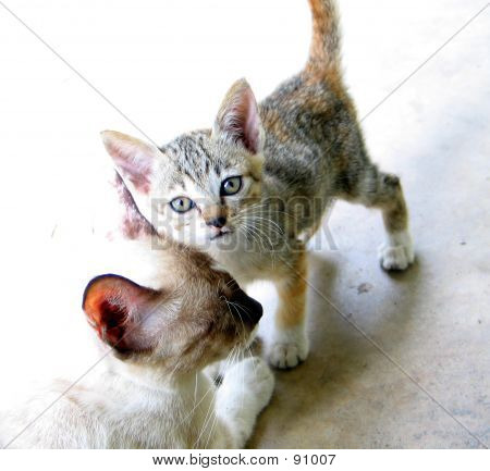 Anne kedi ile yavru kedi