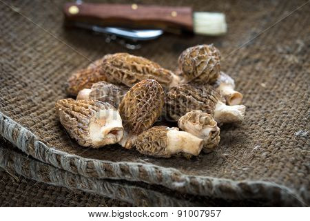 Fresh morel mushrooms / morels