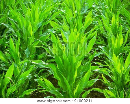 Young corn field