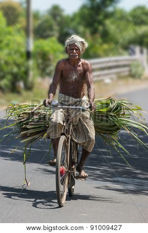 Older Man On Bicycle With Sugan Cane Stalks.