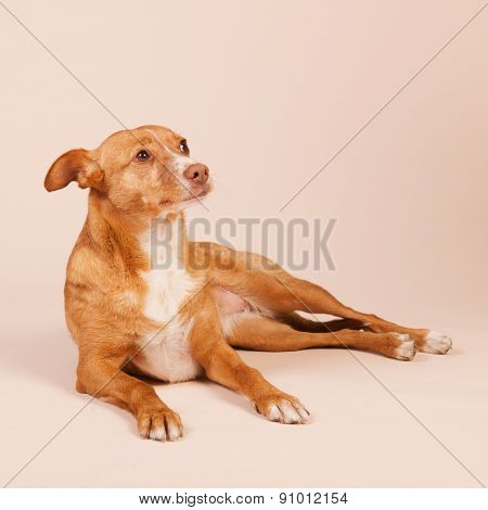 Spanish Podenco Andaluz on beige background