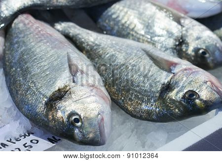 Sea Breams