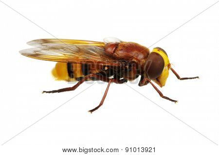 Horsefly isolated on white