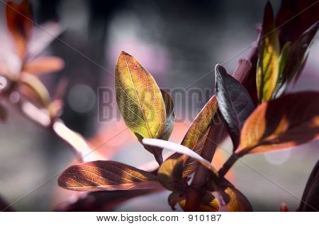 Hoja de vid trompeta