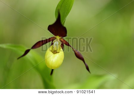 Yellow Blossom Of A Orchid
