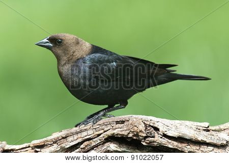 Male Cowbird On A Perch