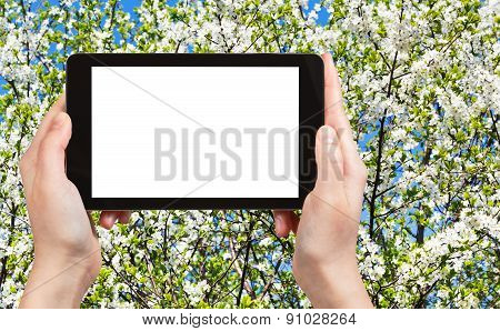 Photo Of White Blooming Cherry Tree Crown