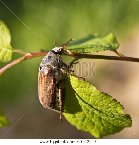Cockchafer