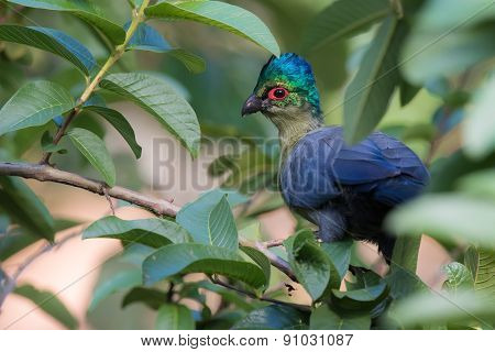 Purple-crested Turaco (tauraco Porphyreolophus) Perched In A Guava Tree