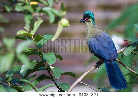 Purple-crested Turaco (tauraco Porphyreolophus) Perched In A Guava Tree
