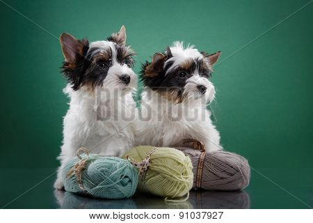 Biewer Yorkshire Terrier Puppy