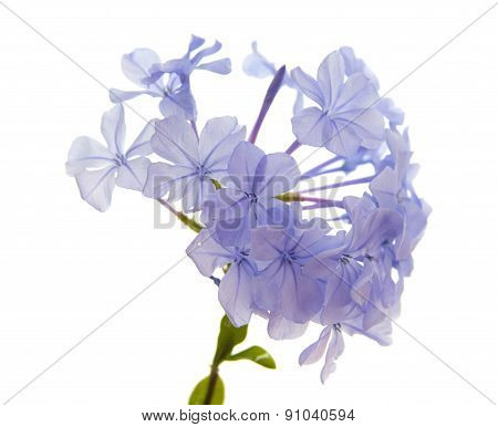 Plumbago Auriculata