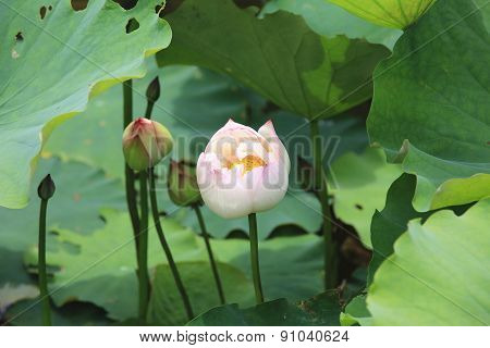 Peony Lotus buds and leaves