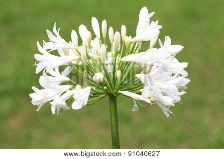 Lily of the Nile,African Lily