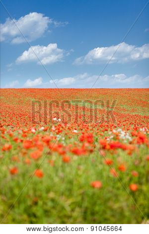 poppy seed flowering field