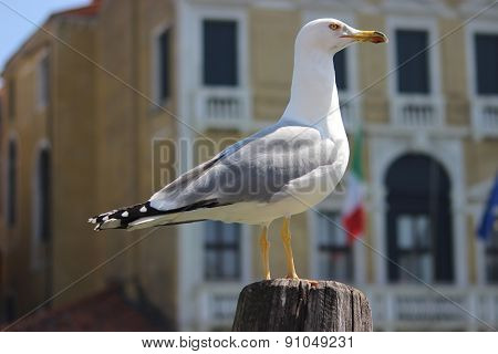 Seagull In Venice, Italy