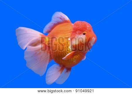 Beautiful Ranchu Or Lion Head Goldfish