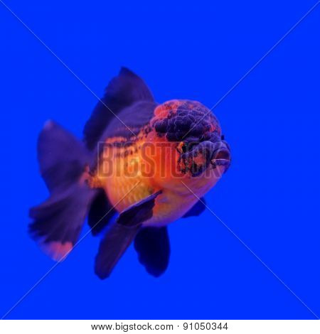 Beautiful Ranchu Or Lion Head Goldfish