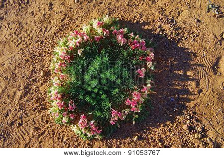 wreath flowers in Western Australia