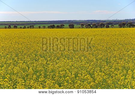 rapeseed flowers